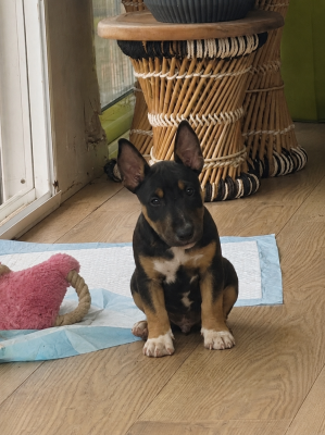 Étalon Bull Terrier Miniature - Barbie Girl Des Minis De Belzebulls