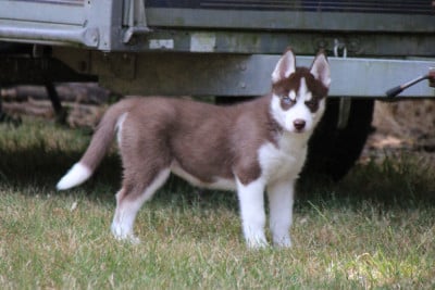 Étalon Siberian Husky - Brownie Des Légendes du Triskel 