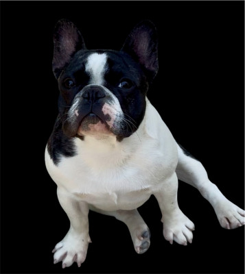 Étalon Bouledogue français - Armony  De La Belle Chanel