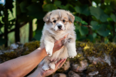 Étalon Welsh Corgi Pembroke - Birna Valhalla Des Contes Celtiques