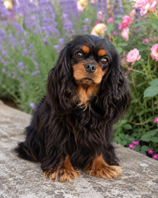 Étalon Cavalier King Charles Spaniel - Reva (Sans Affixe)