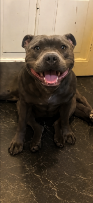 Étalon Staffordshire Bull Terrier - Arabella bluesky Silky Blueblack