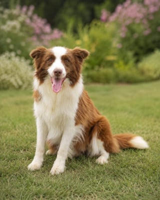 Étalon Border Collie - Urban Kizomba des Mirages d'Azur