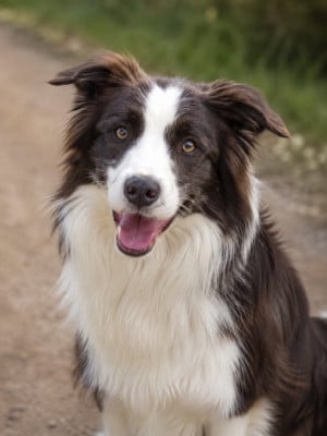 Étalon Border Collie - Sheyenne des Mirages d'Azur