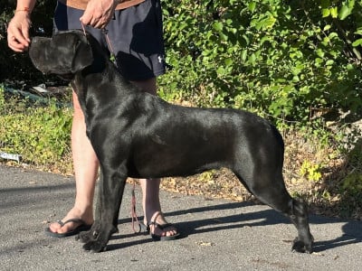 Étalon Cane Corso -  Dearum Monte Athena