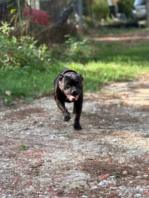 Étalon Staffordshire Bull Terrier - Aredhel Du Clan De Sparte