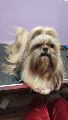 Étalon Shih Tzu - Venus Des Amours D'Arelaune
