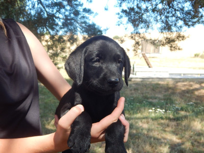 Étalon Labrador Retriever - BIGORRE D'ASPE & D'OSSAU 