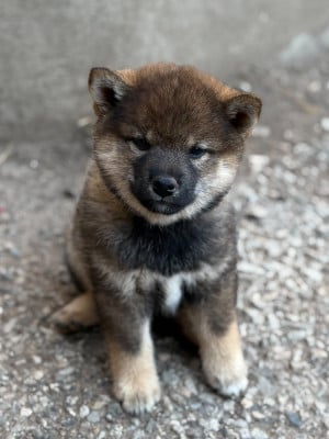 Étalon Shiba - Baker Street Adler Nanaka de la Nouvelle Aube