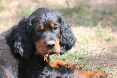 Étalon Setter Gordon - BRACKLA de la Flèche Noire et Feu 