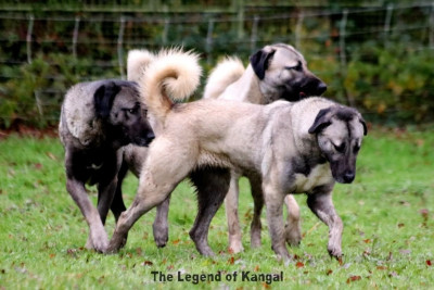 Étalon Berger Kangal - Cerren panter The Legend Of Kangal