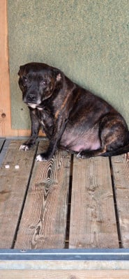 Étalon Staffordshire Bull Terrier - Saika Du Domaine des Rois Canins