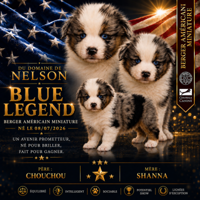 Étalon Berger Américain Miniature  - BLUE LEGEND du domaine de nelson