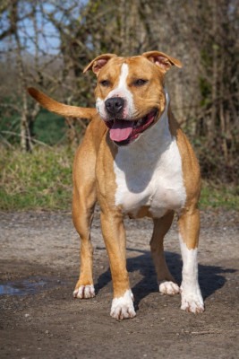 Étalon American Staffordshire Terrier - UNA (Sans Affixe)