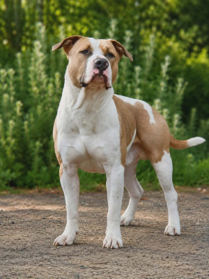 Étalon American Staffordshire Terrier - VIBES LOVE'S BEAR Of Ghost's Empire