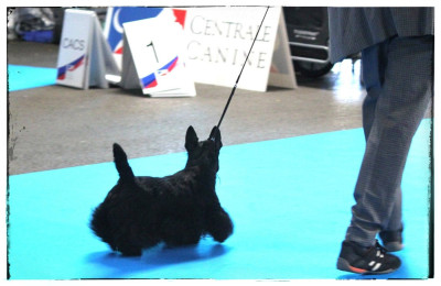 Étalon Scottish Terrier - CH. Ty chas skot A West End Girl