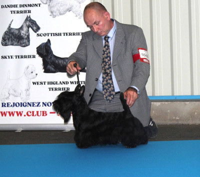 Étalon Scottish Terrier - Ty chas skot A Question Of Time