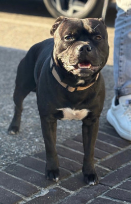 Étalon Staffordshire Bull Terrier - Tyson (Sans Affixe)