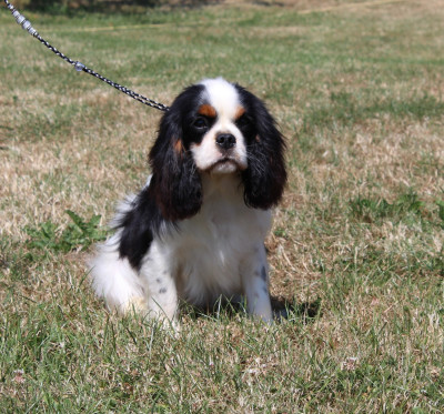 Étalon Cavalier King Charles Spaniel - Arlequine  trognons d'haudricourt