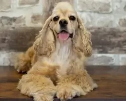 Étalon American Cocker Spaniel - Tendresse De L'écrin Des Précieuses