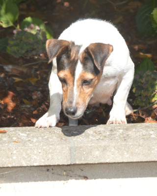 Étalon Jack Russell Terrier - rumba Des As Duroc