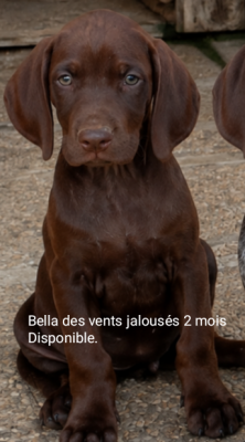 Étalon Braque allemand à poil court - Bella Des Vents Jalouses