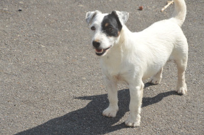 Étalon Jack Russell Terrier - spot Des As Duroc