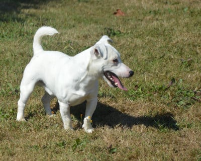 Étalon Jack Russell Terrier - voyou Des As Duroc