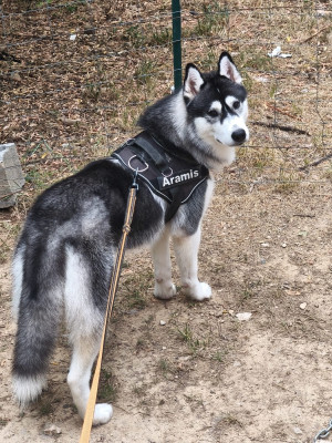 Étalon Siberian Husky - Aramis  Des Deux Moulins Du Verdon