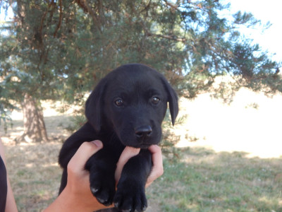 Étalon Labrador Retriever - BASTAREAUD "BASTA" D'ASPE & D'OSSAU 