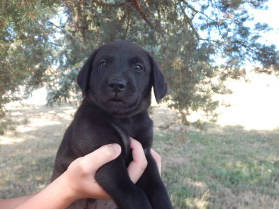 Étalon Labrador Retriever - BECKHAM D'ASPE & D'OSSAU 