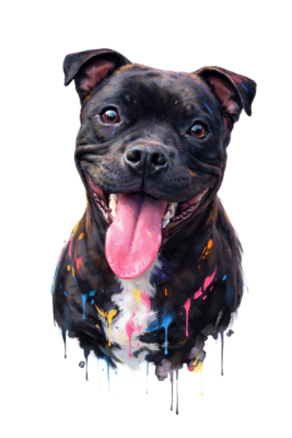 Étalon Staffordshire Bull Terrier - ABYSS of LNM s Gardian Of Lnm’s Guardian