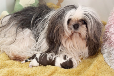 Étalon Shih Tzu - RIZZOLI des hirondelles du voyage