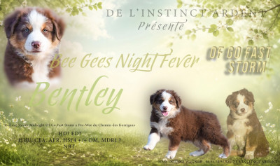 Étalon Berger Australien - Bee Gees Night Fever dit Bentley of go Fast Storm