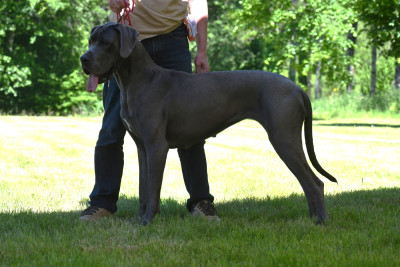 Étalon Dogue allemand - XEBRA DOMAINE DES APOLLONS du domaine des Apollons