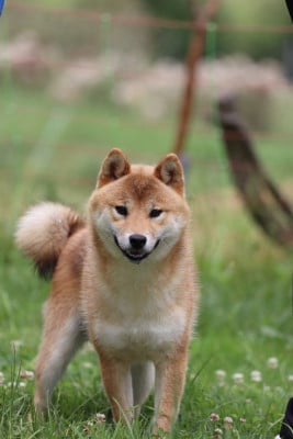 Étalon Shiba - YOSHI Titre Initial