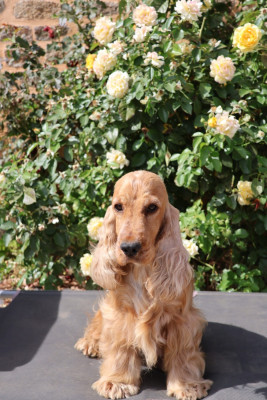 Étalon Cocker Spaniel Anglais - Violette (Sans Affixe)