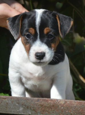 Étalon Jack Russell Terrier - Balcko Des as du roc