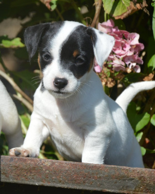 Étalon Jack Russell Terrier - Brooklynn Des as du roc