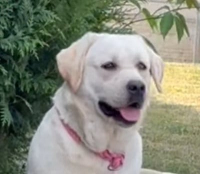Étalon Labrador Retriever - URIA De La Légende De L'Abbaye D'Arrouaise