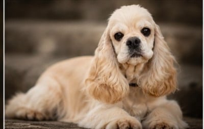 Étalon American Cocker Spaniel - Utopia Gwada dog's