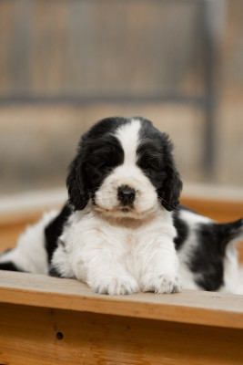 Étalon Cocker Spaniel Anglais - BIANCA 