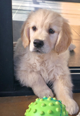 Étalon Golden Retriever - Bob l'éponge Des Jardins D'Epona