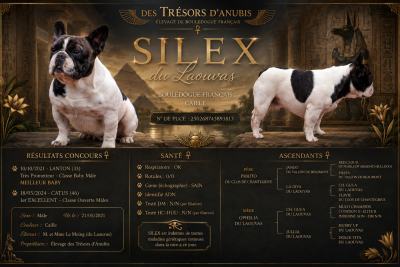 Étalon Bouledogue français - Silex Du lavouas