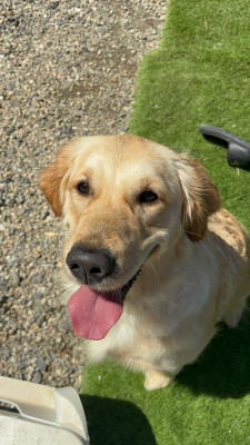 Étalon Golden Retriever - Utah (Sans Affixe)