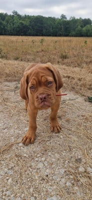 Étalon Dogue de Bordeaux - Bohème 