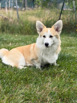 Étalon Welsh Corgi Pembroke - Vaya des Gres de Malleville