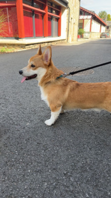 Étalon Welsh Corgi Pembroke - Booba du Chemin des Contrebandiers
