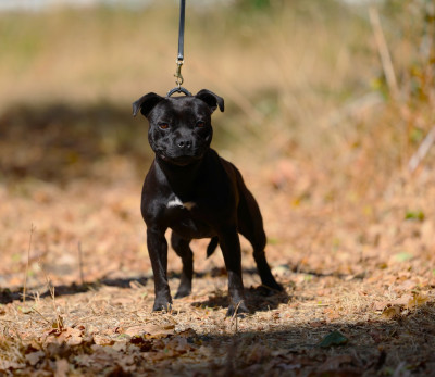 Étalon Staffordshire Bull Terrier - ABSOLUTELY PRECIOUS De Rockstar Dog