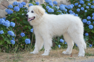 Étalon Chien de Montagne des Pyrenees - Bellefaye-ali  Du neouvielle